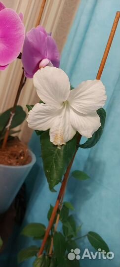 Гибискусы сортовые