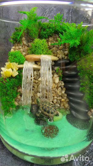 Флорариум с черепахой.Подарок