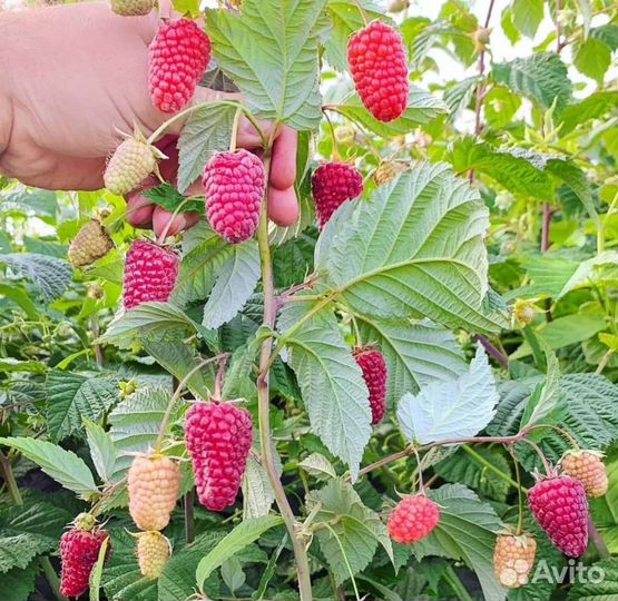 Ремонтантная малина