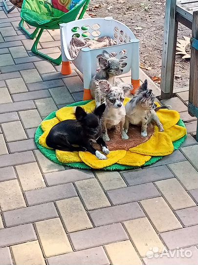 Прекрасные сестрички, брид, шоу, документы скор