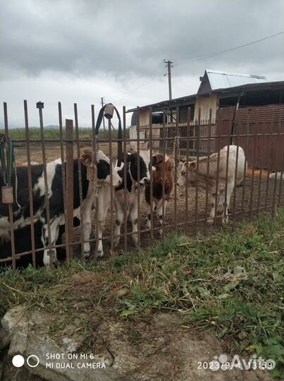 Бычки и тёлочки