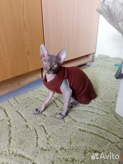 Канадский сфинкс котенок