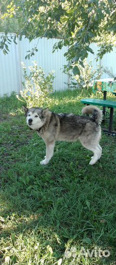 Аляскинский маламут бесплатно
