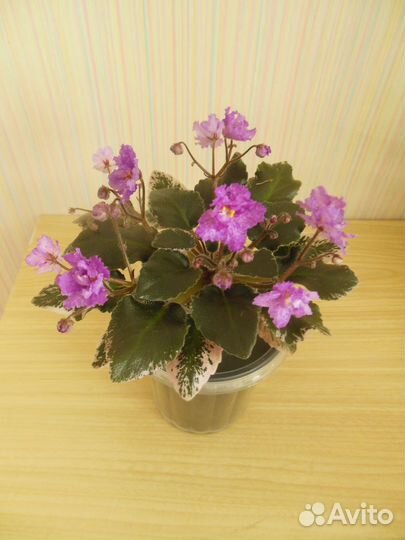 Мини фиалки взрослые цветущие