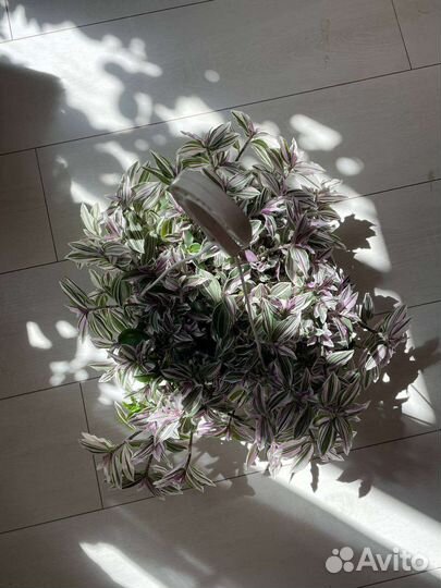 Ампельная традесканция большая