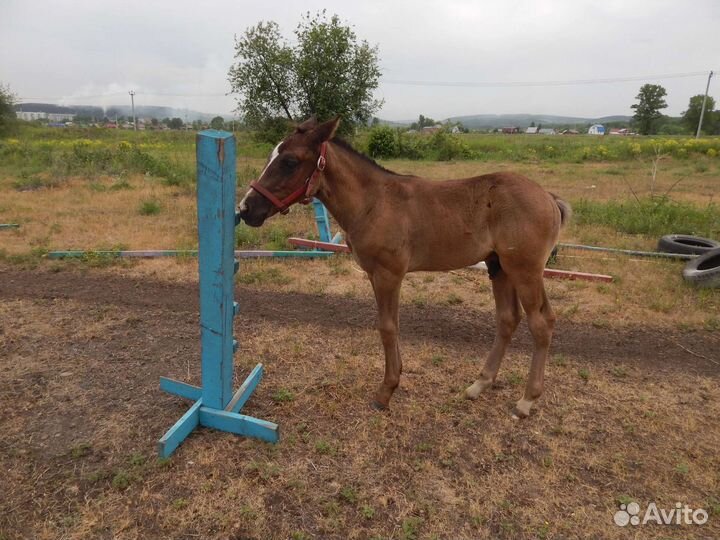 Жеребята бронирование