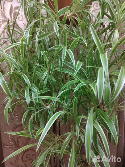 Хлорофитум