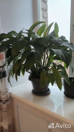 Спатифиллум