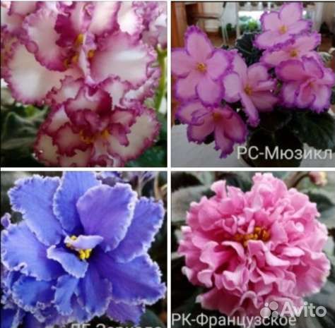 Детки фиалок