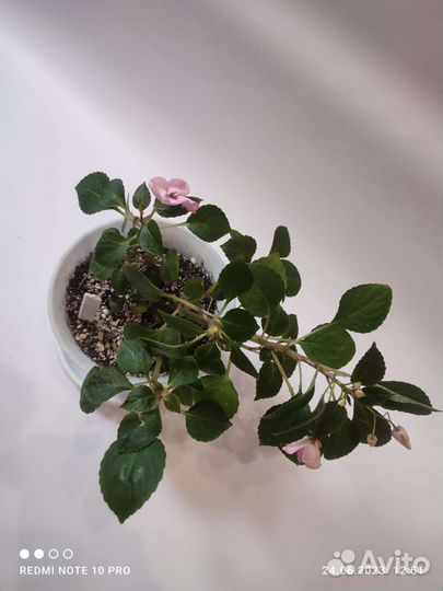 Бальзамины