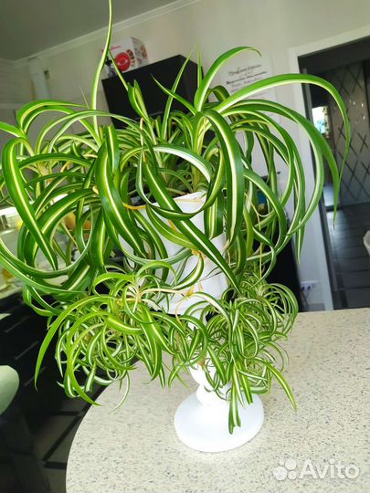 Хлорофитум хохлатый Бонни