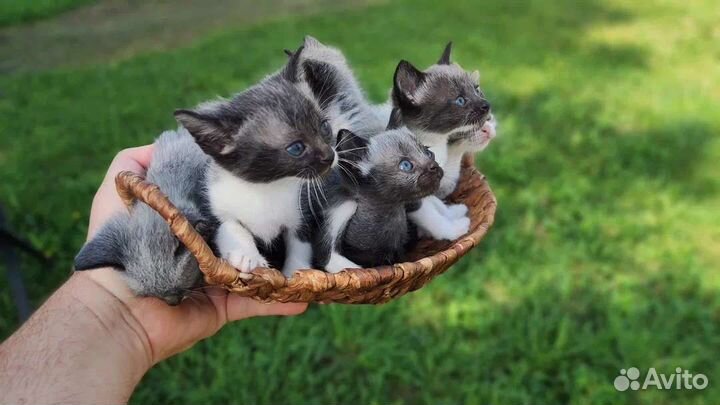 Отдам котят