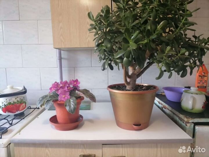 Толстянка большая