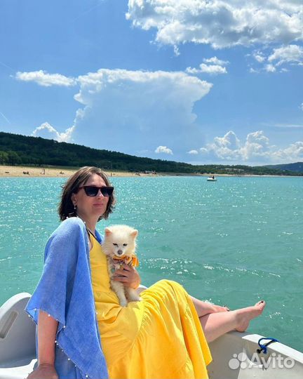 Передержка собак мелких пород