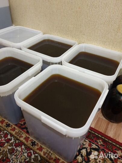 Дягиль свежий, только оптом