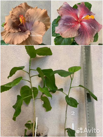 Сортовые гибискусы