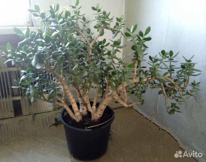 Денежное дерево