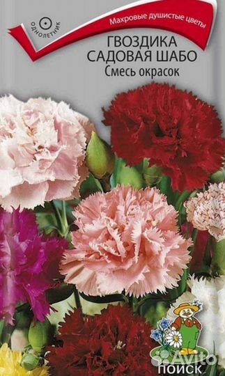 Гвоздика садовая Шабо рассада