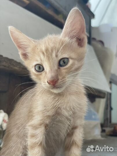 Котята в добрые руки бесплатно