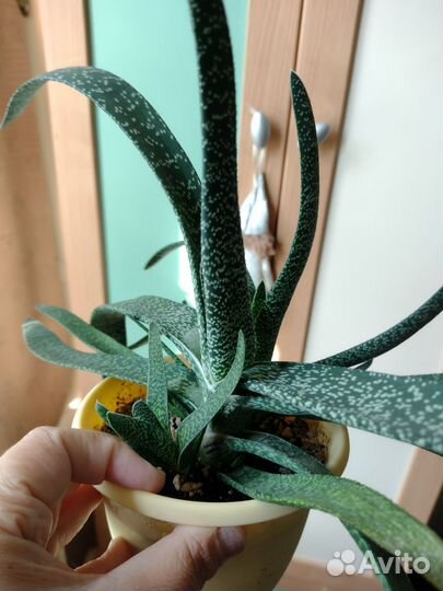 Комнатные растения