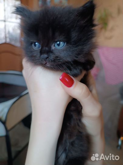 Британские котята