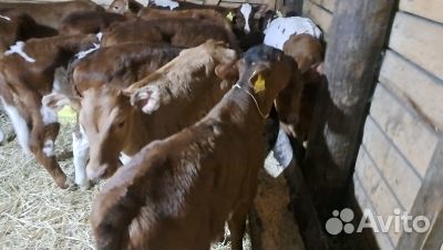 Телята бычки доставка с выбором