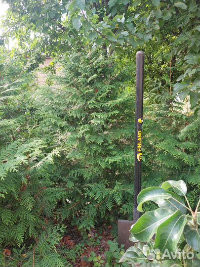 Туя западная брабант