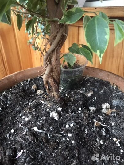 Фикус бенджамина