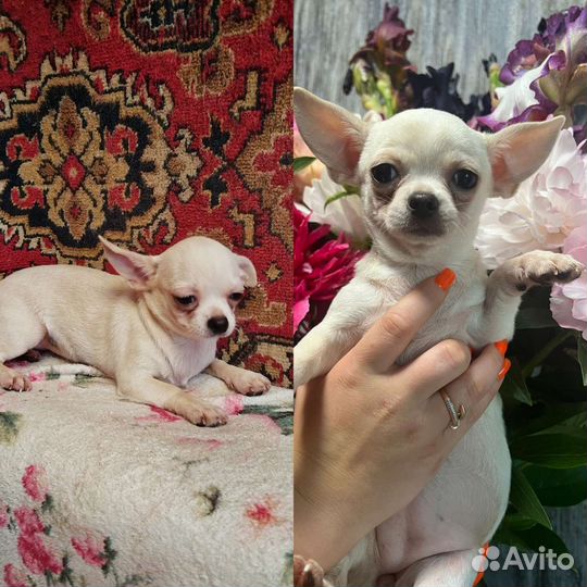 Чишки Чихуахуа щенки
