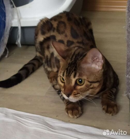 Бенгальские котята
