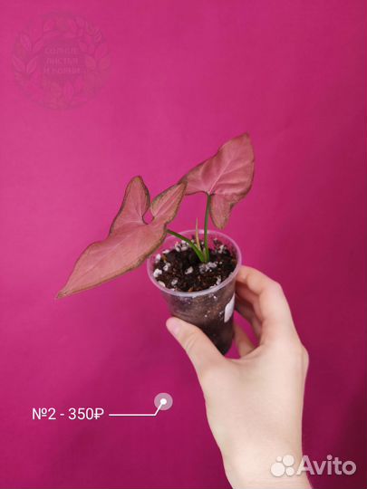 Сингониум Пинк