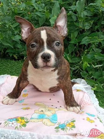 Булли малыши