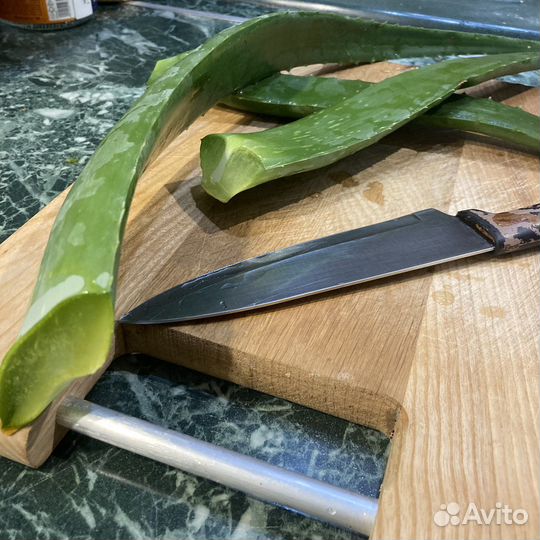 Алоэ листья