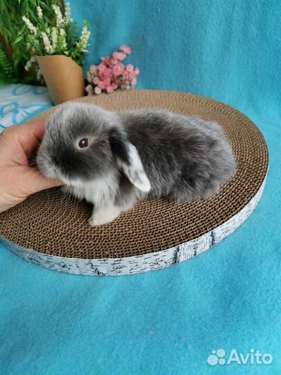 Крольчата малыши