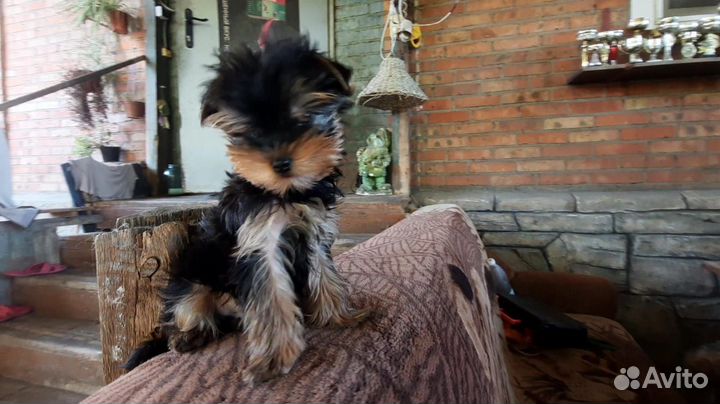 Йорк мальчик мини