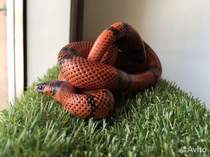 Уход за террариумами/Аквариумами