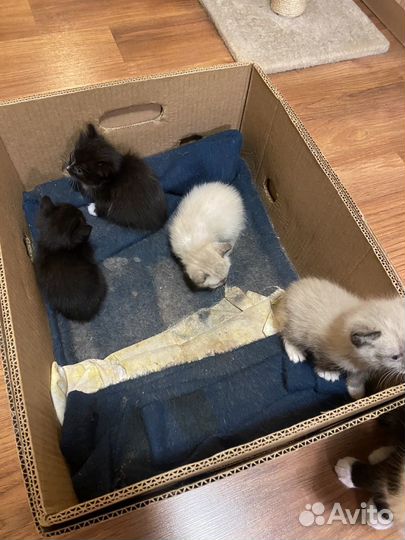 Котята в добрые руки бесплатно. г.о. Коломна