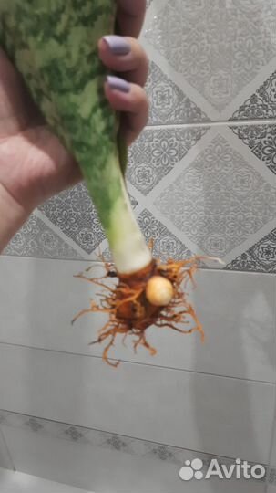 Сансевиерия аубрутиана драгон