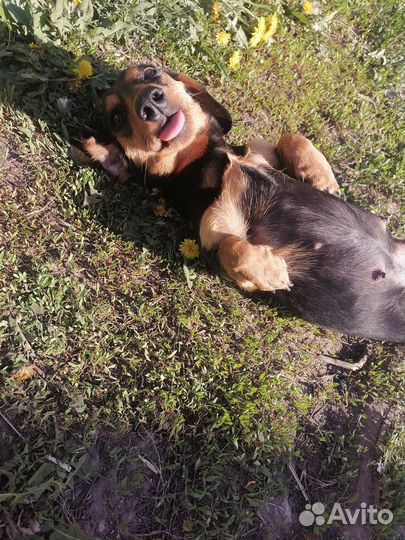 Такса в добрые руки