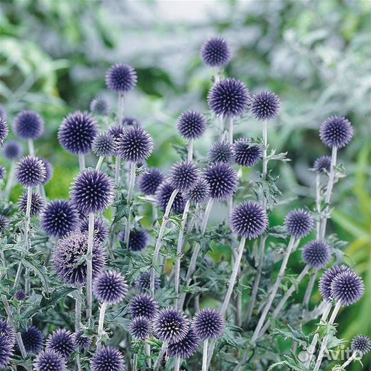 Мордовник шароголовый семена