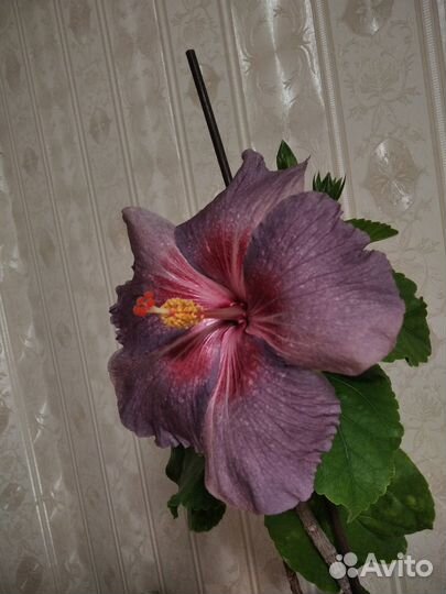 Сортовые гибискусы
