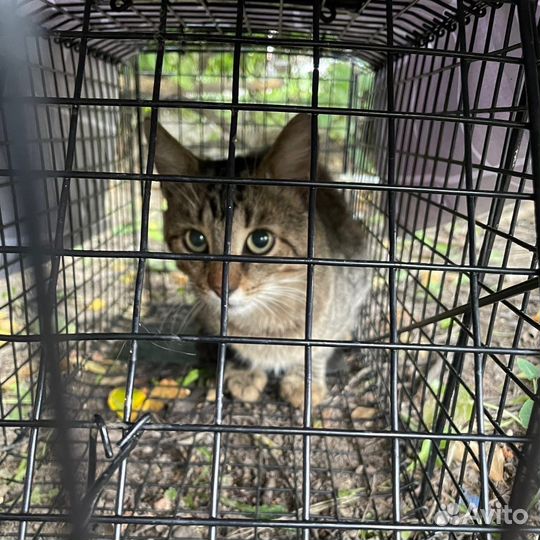 Отлов кошек для стерилизации и пристройства
