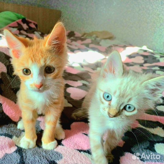 Отдам котят