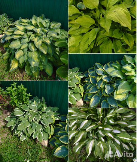 Многолетние цветы для Вашего сада