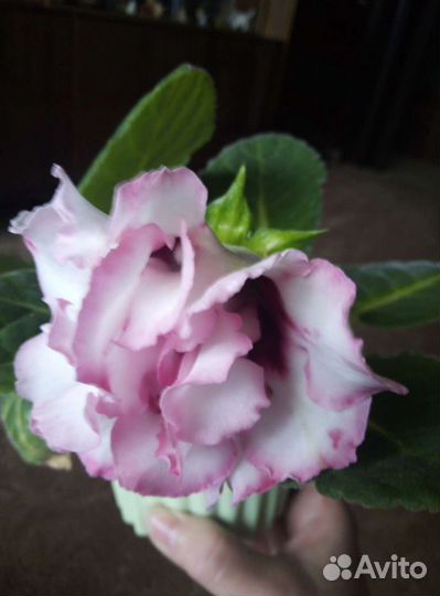 Цветы глоксиния