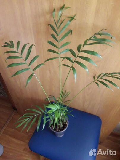 Хамедорея, ктенанта бурле маркс