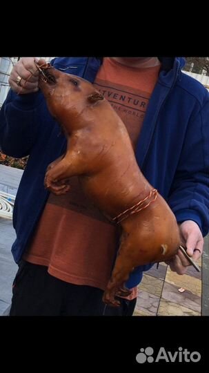 Молочный поросёнок