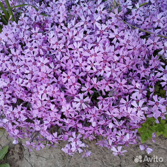 Флокс шиловидный