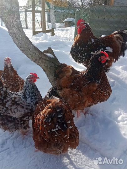 Инкубационное яйцо. Орпингтон парцеляновый