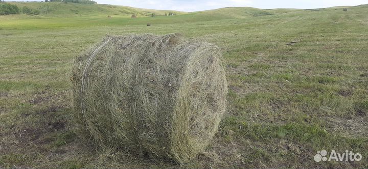 Продам сено